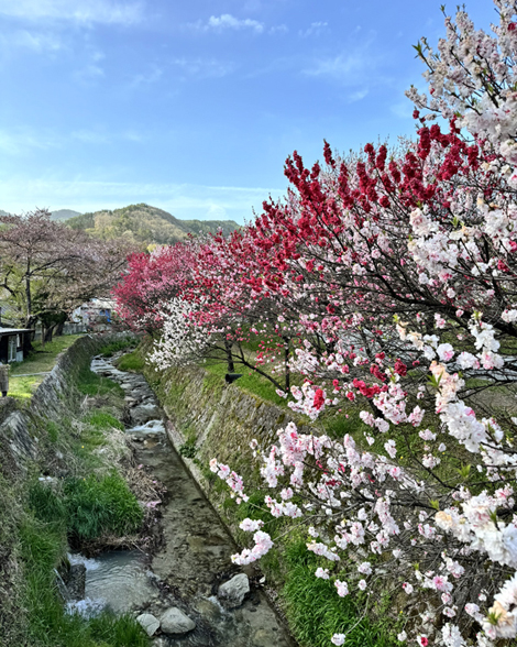 花桃の里