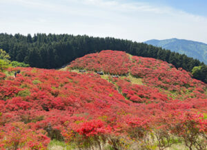 葛城山のつつじ
