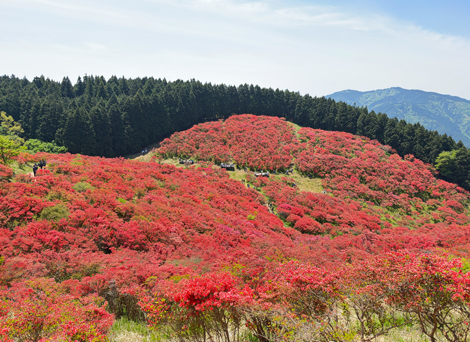 葛城山のつつじ