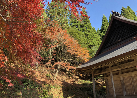 鶏足寺　紅葉