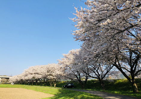 桜並木