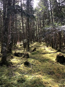 八ヶ岳登山