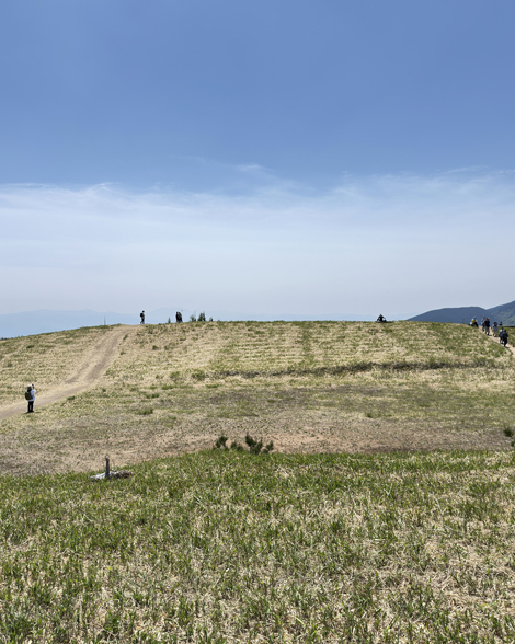 葛城山のつつじ