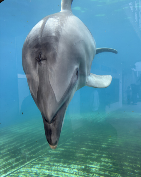 越前松島水族館