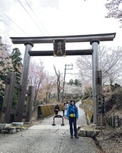 吉野山の桜