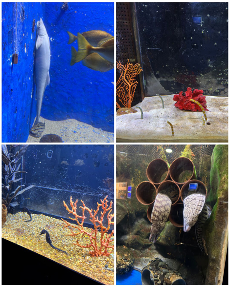 越前松島水族館