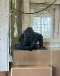 東山動物園