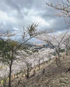 吉野山の桜