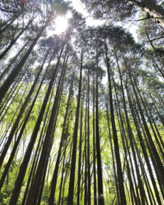 葛城山のつつじ