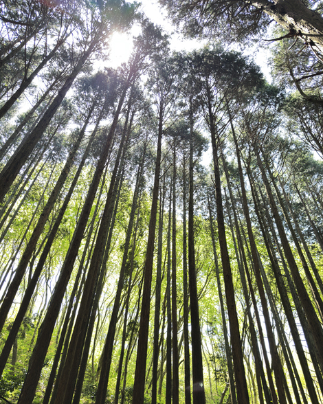 葛城山のつつじ