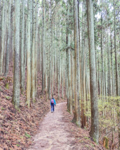 吉野山の桜