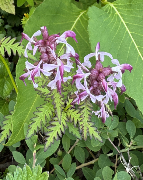白山登山　花の名山