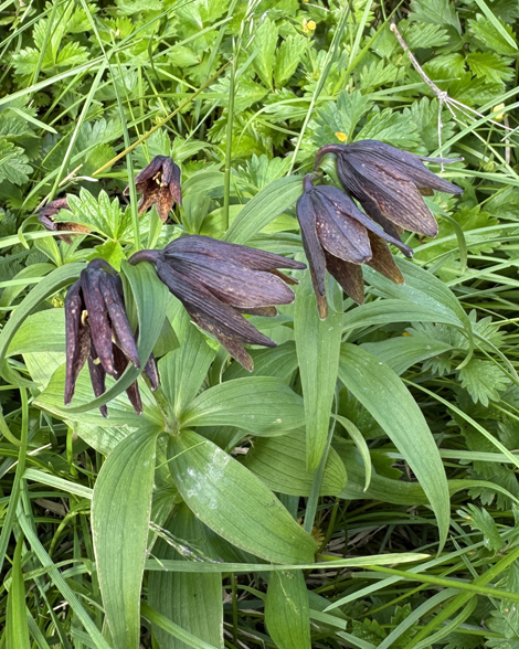 白山登山　花の名山
