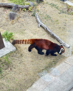 東山動物園