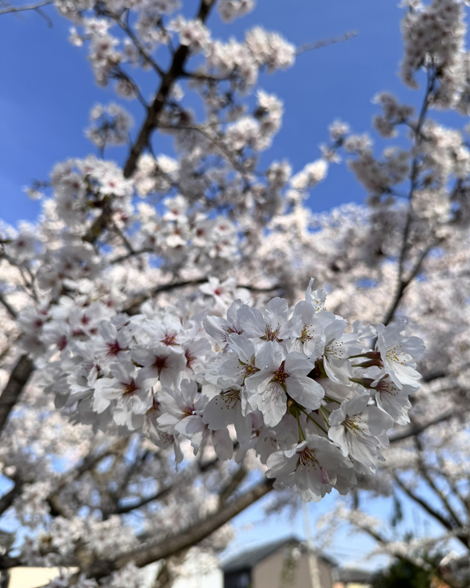 新年度　桜　スタート