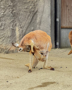 東山動物園