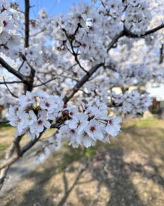 新年度　桜　スタート