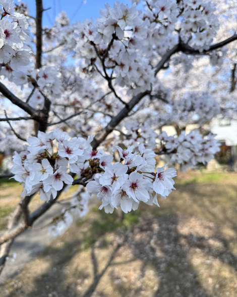 新年度　桜　スタート