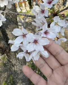 新年度　桜　スタート