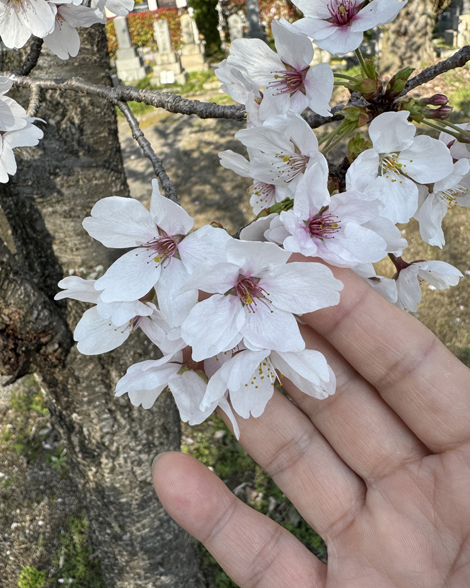 新年度　桜　スタート