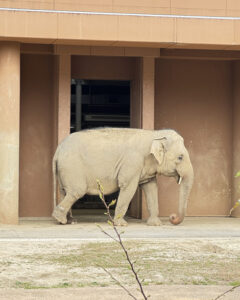 東山動物園