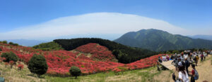 葛城山のつつじ