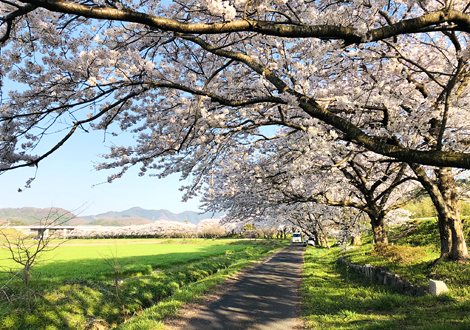 桜並木