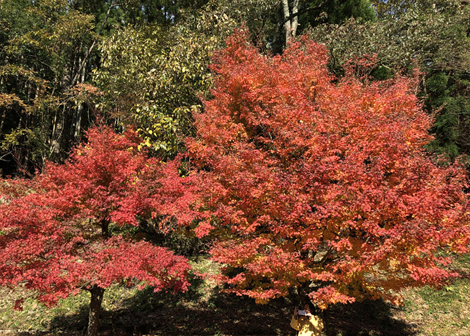 鶏足寺　紅葉