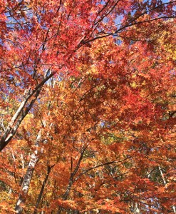 立石公園　紅葉