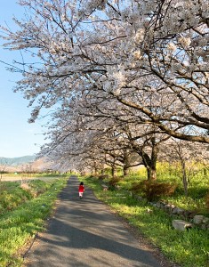 桜並木