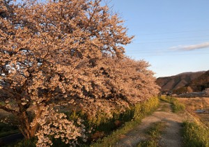 桜並木