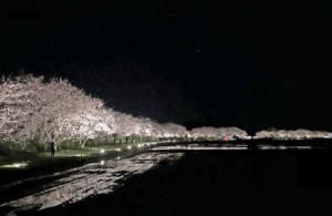桜並木　ライトアップ