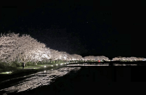 近所の桜並木～今年も楽しませていただきました☆