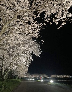 桜並木　ライトアップ