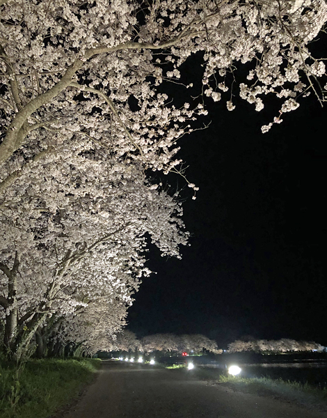 桜並木　ライトアップ