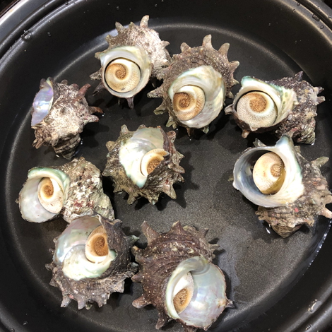 福井県海鮮市場　貝類