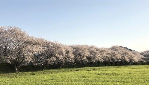 桜並木の散歩