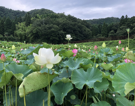 長浜市　ハス畑