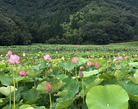 長浜市　ハス畑