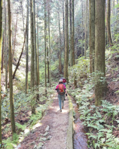 葛城山のつつじ