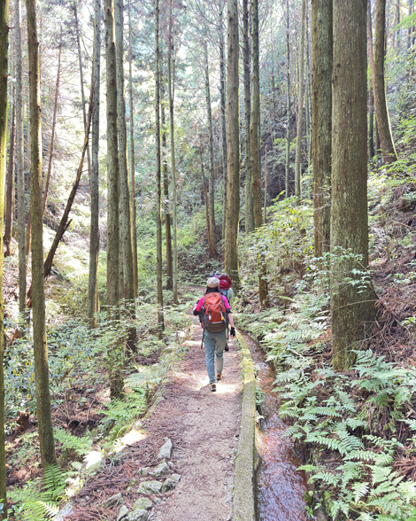 葛城山のつつじ