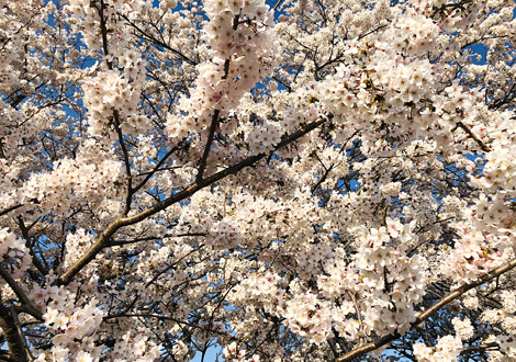 桜並木