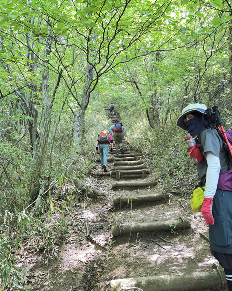 葛城山のつつじ