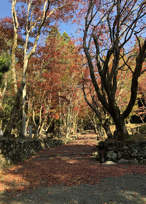 鶏足寺　紅葉