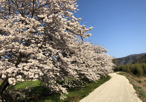 桜並木