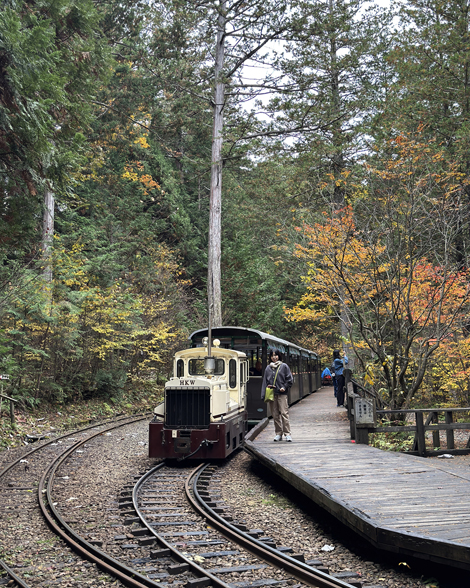 赤沢自然休養林