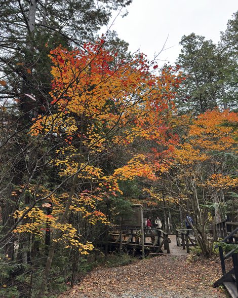 赤沢自然休養林