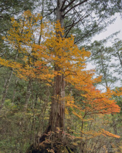 赤沢自然休養林