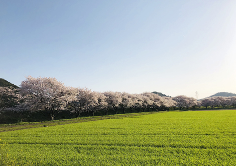 桜並木