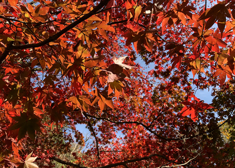 鶏足寺　紅葉